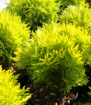 Preview: Thuja occidentalis Amber Glow - Goldkugel Lebensbaum -  20-25cm