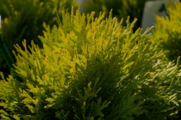 Preview: Thuja occidentalis Amber Glow - Goldkugel Lebensbaum -  20-25cm