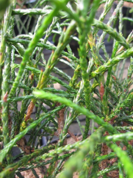 Thuja plicata Whipcord - Faden-Lebensbaum