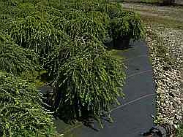Tsuga canadensis Greenwood Lake - Zwerg-Hemlocktanne -  30-40