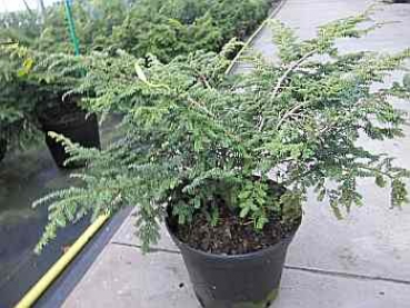 Tsuga canadensis Verkade&#180;s Recurved - Zwerg-Hemlocktanne -  50-60