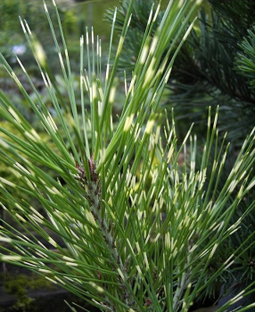 Japanische Strauchkiefer Oculus draconis - Pinus densiflora Oculus draconis - zweifarbige Nadeln 30-40cm