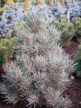 Pinus monophylla Tioga