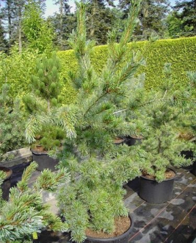 Pinus parviflora Tempelhof