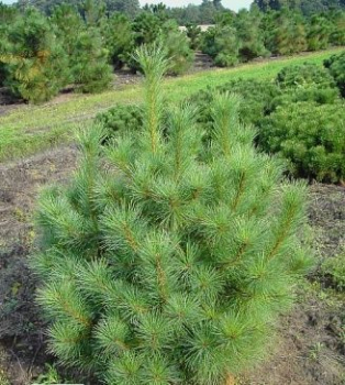 Pinus peuce