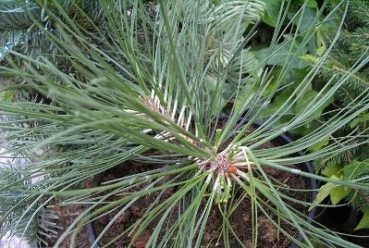 Pinus rigida - Pechkiefer -  150-175