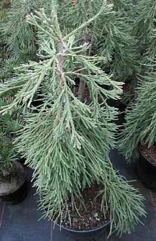 Sequoiadendron giganteum Barabits Requim