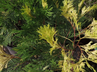 Calocedrus decurrens Aureovariegata - Gelbbunte Weihrauchzeder - Gelbbunte Flußzeder -  30-40