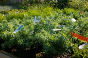Cunninghamia lanceolata Glauca  - Chinesische Spießtanne - 20-25