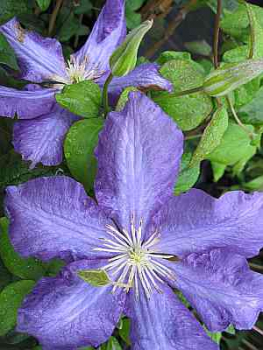Clematis Luther Burbank (60-100 cm), Waldrebe/Klematis Luther Burbank