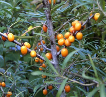 Hippophae rhamnoides  - Sanddorn -40-60