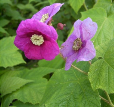 Rubus odoratus - Zimthimbeere -  40-60