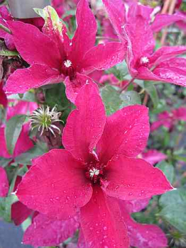 Clematis Rüütel 60-100 cm - Waldrebe/Klematis Rüütel