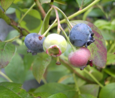 Vaccinium corymbosum Bluecrop - Amerikanische Kulturheidelbeere -  40-60