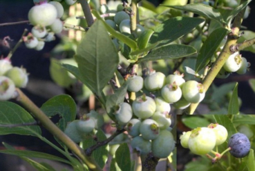 Vaccinium corymbosum Goldtraube - Amerikanische Kulturheidelbeere -  40-60