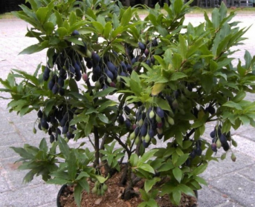 Vaccinium cylindraceum  - Azoren-Heidelbeere - 10-15