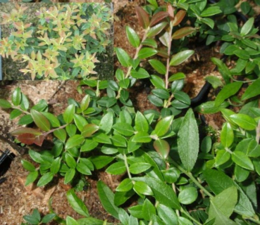 Vaccinium floribundum - Anden-Heidelbeere -  15-20