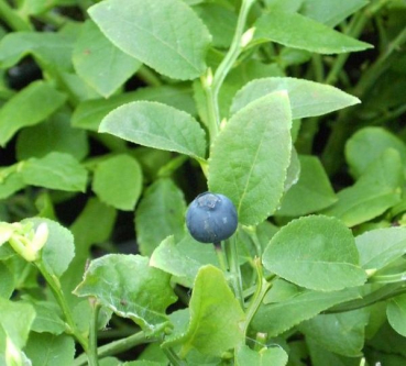 Vaccinium myrtillus  - Heimische Blaubeere - Wilde Blaubeere - 15-20
