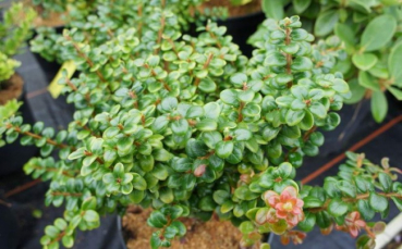 Vaccinium nummularia - Zwerg-Heidelbeere -  15-20