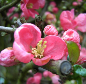 Chaenomeles Pink Lady  - Japanische Quitte Pink Lady  40-60