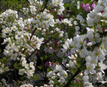 Malus toringo Tina - Zierapfel -  40-60