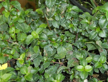 Kletterhortensie Cordifolia