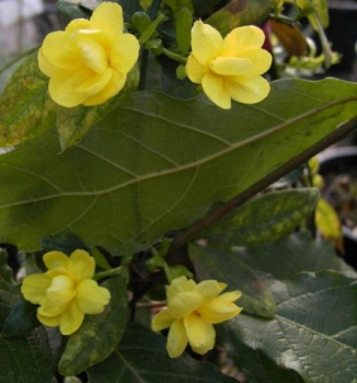 jasminum mesnyi