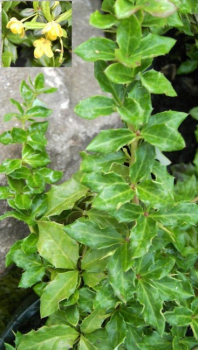 Berberis verruculosa  - Warzenberberitze - 20-25