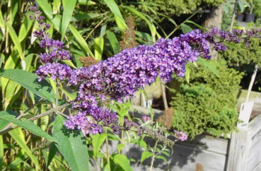 Buddleja davidii  Isle de France  - Schmetterlingsstrauch -  60-100