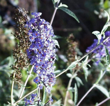 Buddleja davidii  Nanho Blue - Schmetterlingsstrauch -  60-100
