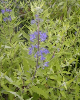 Caryopteris clandonensis  Worcester Gold  - Bartblume -  40-60
