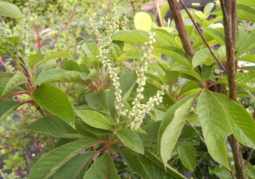 Clethra barbinervis - Silberkerzenstrauch -  40-60 - Japanische Zimterle