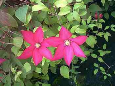 Clematis "Bourbon" TM Evipo018(N) (60-100 cm), Waldrebe
