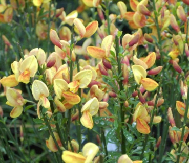 Edelginster Apricot Gem