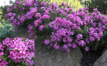 Daphne cneorum  - Rosmarinseidelbast -  30-40