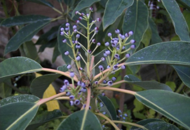 Daphniphyllum macropodum  - Chinesischer Scheinlorbeer - 15-20