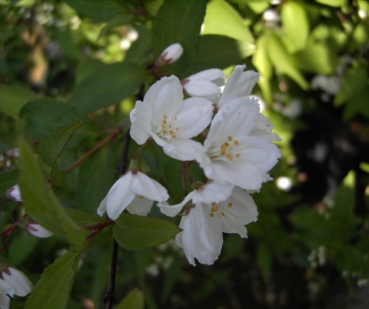 Deutzia kalmiiflora - Kalmiendeutzie -  40-60