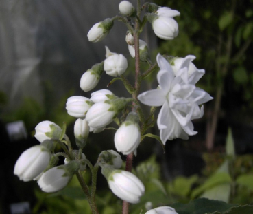 Deutzia scabra  Plena  - Maiblumenstrauch - Sternchenstrauch -  60-100