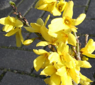 Forsythia  Melee d`Or  - Zwergforsythie -  30-40
