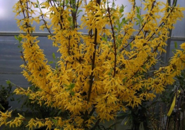 Forsythia intermedia  Lynwood  - Goldglöckchen -  60-100