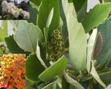 Fothergilla gardenii  - Federbuschstrauch - 30-40
