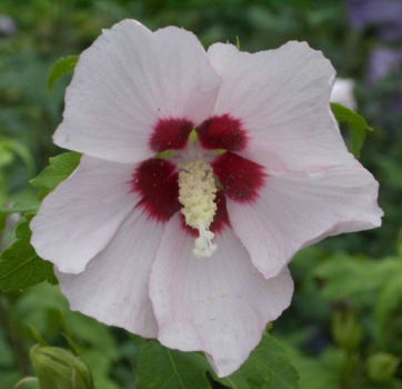 Hibiscus syriacus  Mathilda  - Garten Eibisch -  40-60
