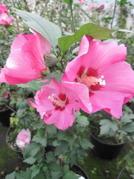 Hibiskus Pink Giant