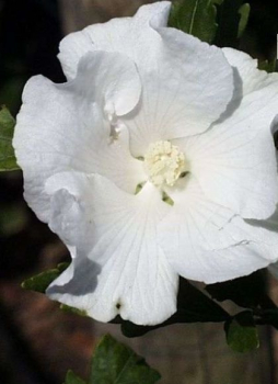Hibiscus syriacus William R. Smith  - Garten-Eibisch -  40-60