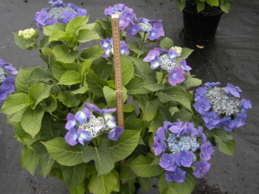 Bauernhortensie Blaumeise