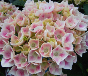 Bauernhortensie Camilla