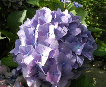 Bauernhortensie King George VII