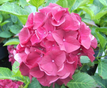 Bauernhortensie Paris