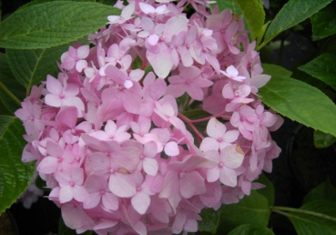 Bauernhortensie Semperflorens