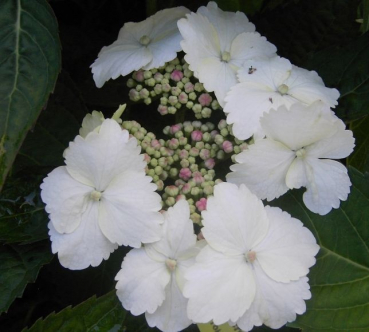Bauernhortensie Tokyo Delight